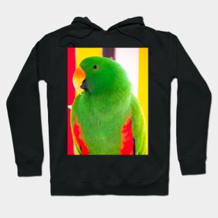 Male Eclectus Parrot (North East Australia) Hoodie